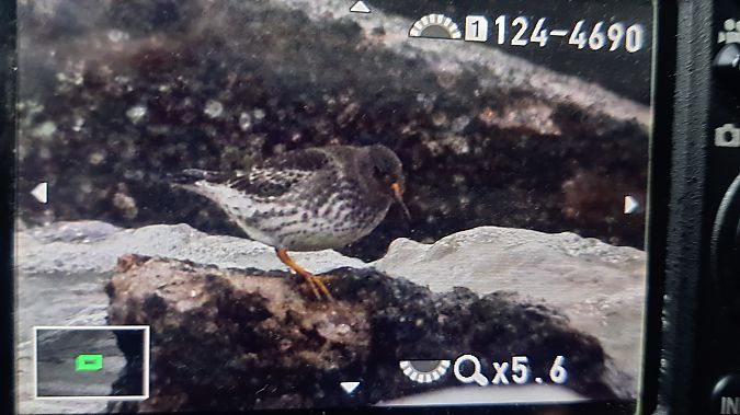 Meerstrandläufer  - Ewa Lewandowska