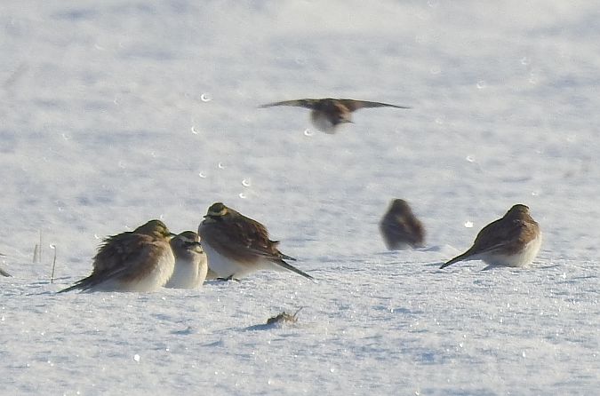 Alouette haussecol  - Robert Wakulski