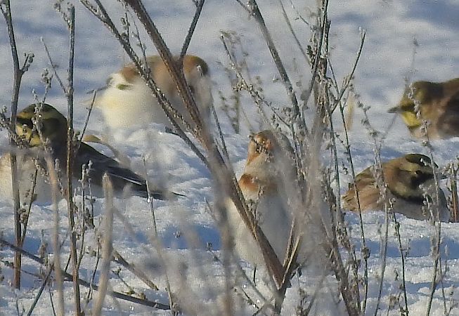 Bruant des neiges  - Robert Wakulski