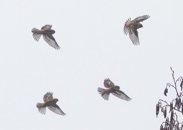 rzepołuch  - Ireneusz Nikiel