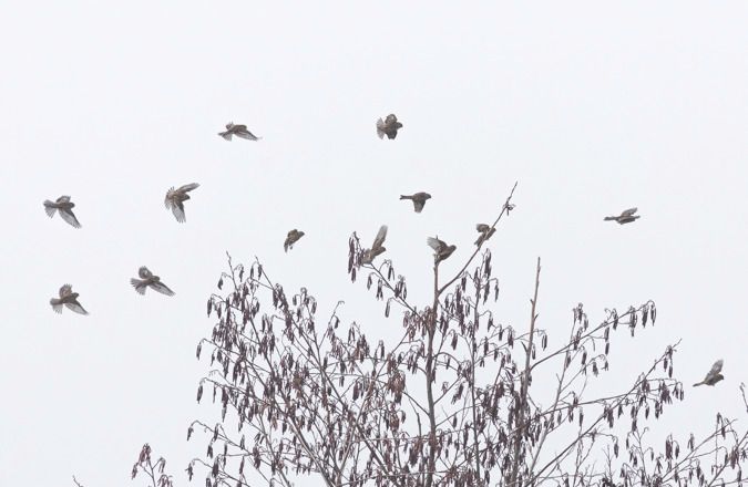 Berghänfling  - Ireneusz Nikiel