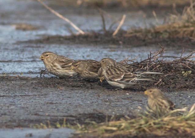 rzepołuch  - Ireneusz Nikiel