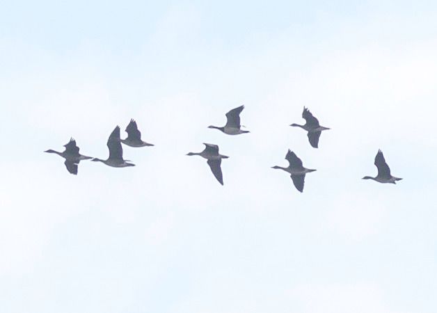 bernikla białolica  - Ireneusz Nikiel