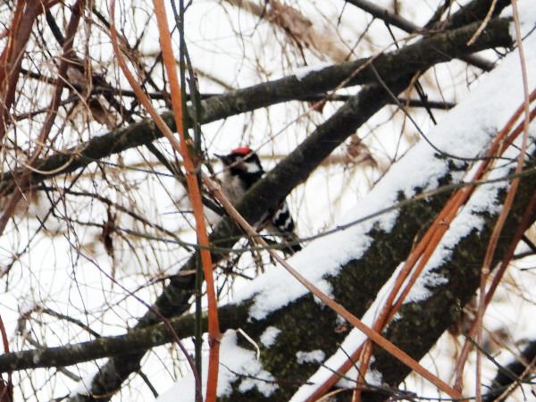 dzięciołek  - Andrzej Tarasiuk