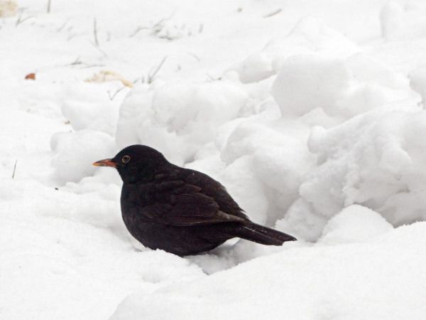 Amsel  - Andrzej Tarasiuk