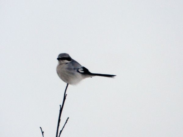 srokosz  - Andrzej Tarasiuk