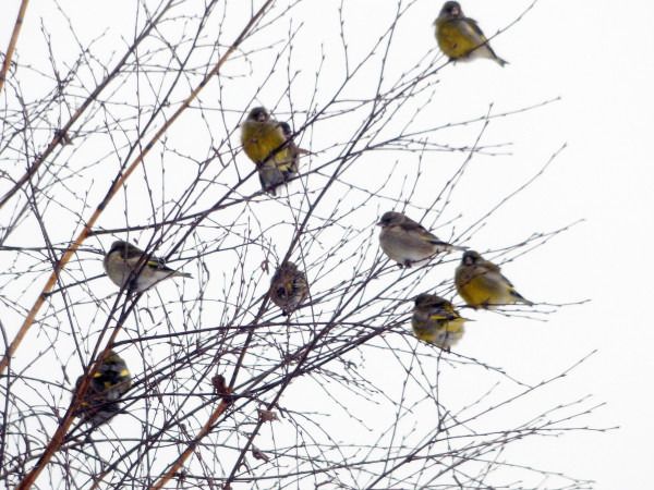 European Greenfinch  - Andrzej Tarasiuk