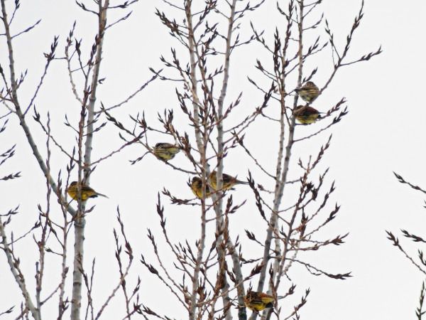 trznadel  - Andrzej Tarasiuk