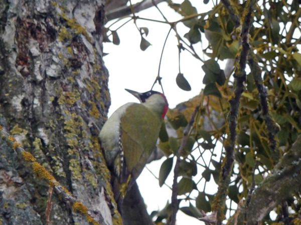 dzięcioł zielony  - Andrzej Tarasiuk