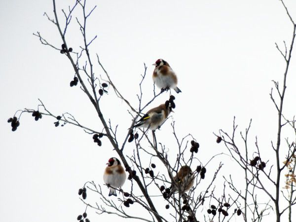 szczygieł  - Andrzej Tarasiuk