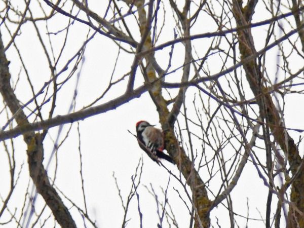 Mittelspecht  - Andrzej Tarasiuk