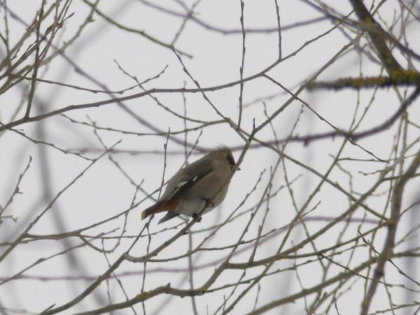 Seidenschwanz  - Andrzej Tarasiuk