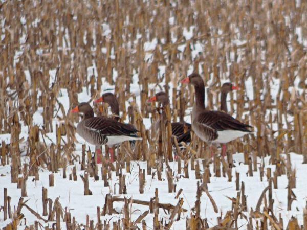 gęgawa  - Andrzej Tarasiuk