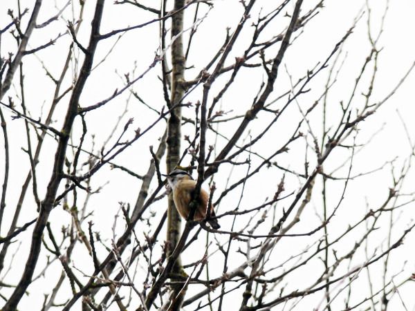 kowalik  - Andrzej Tarasiuk