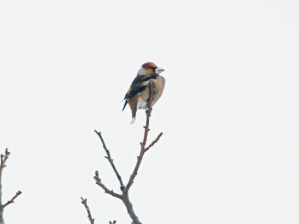 grubodziób  - Andrzej Tarasiuk