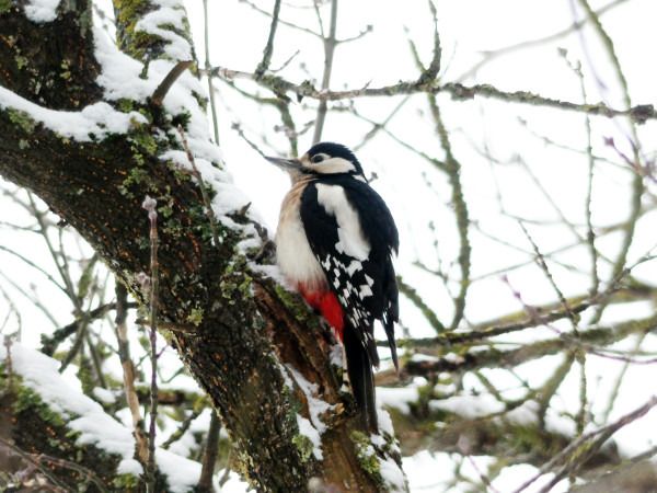 dzięcioł duży  - Andrzej Tarasiuk