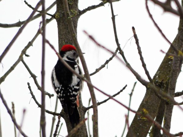 dzięcioł średni  - Andrzej Tarasiuk