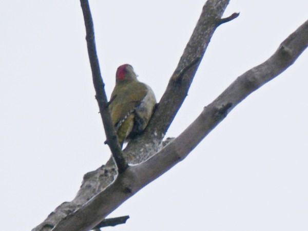 dzięcioł zielony  - Andrzej Tarasiuk