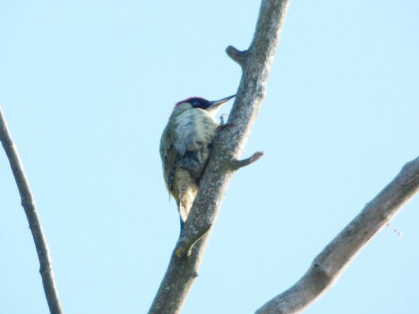 dzięcioł zielony  - Andrzej Tarasiuk