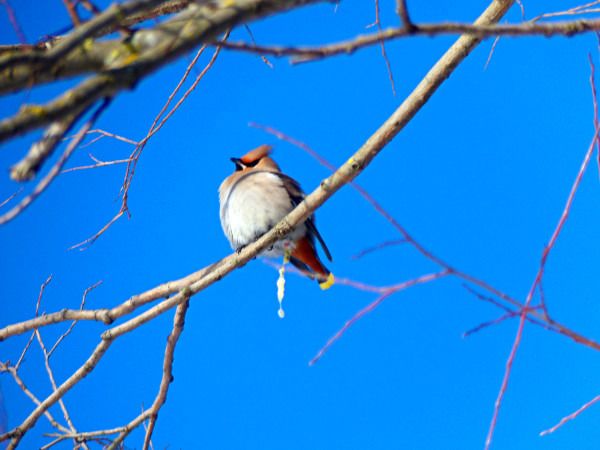 Seidenschwanz  - Andrzej Tarasiuk