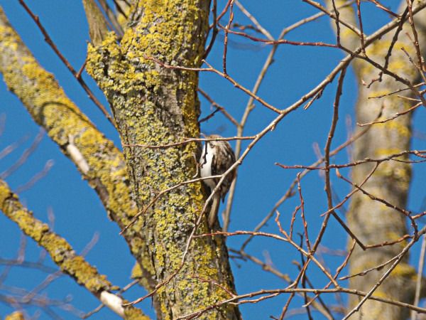 Waldbaumläufer  - Andrzej Tarasiuk