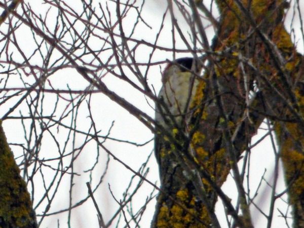 dzięcioł zielony  - Andrzej Tarasiuk