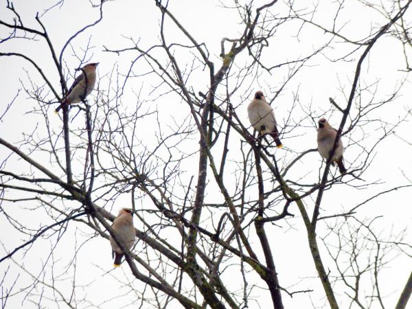 jemiołuszka  - Andrzej Tarasiuk