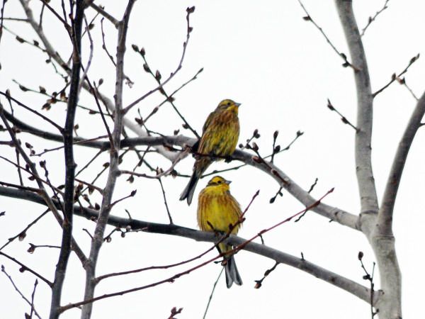 Goldammer  - Andrzej Tarasiuk