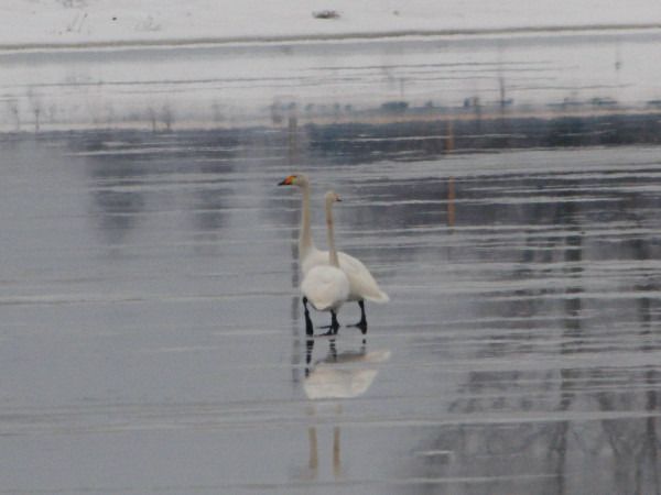 łabędź krzykliwy  - Andrzej Tarasiuk