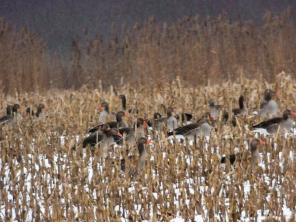 Graugans  - Andrzej Tarasiuk