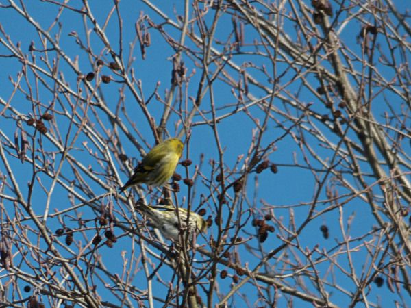 czyż  - Andrzej Tarasiuk