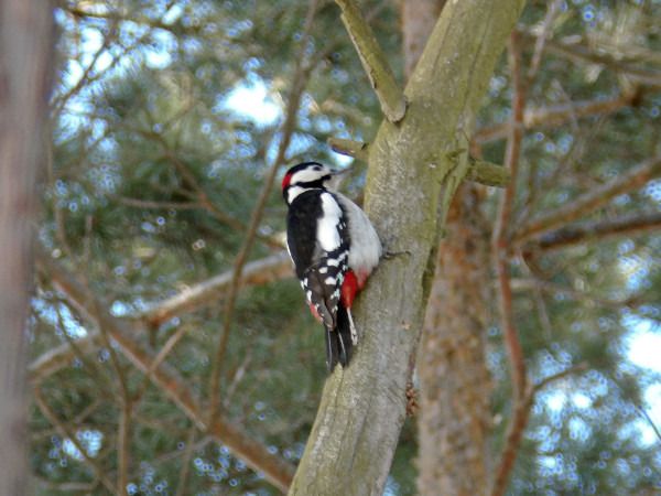dzięcioł duży  - Andrzej Tarasiuk