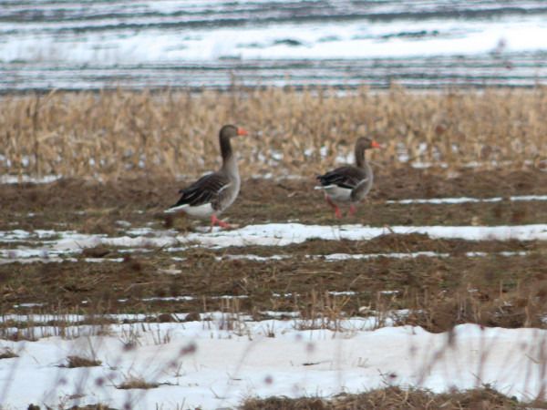 gęgawa  - Andrzej Tarasiuk