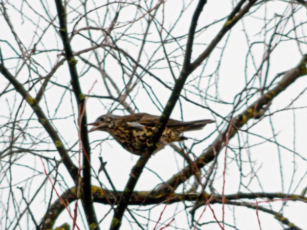 paszkot  - Andrzej Tarasiuk
