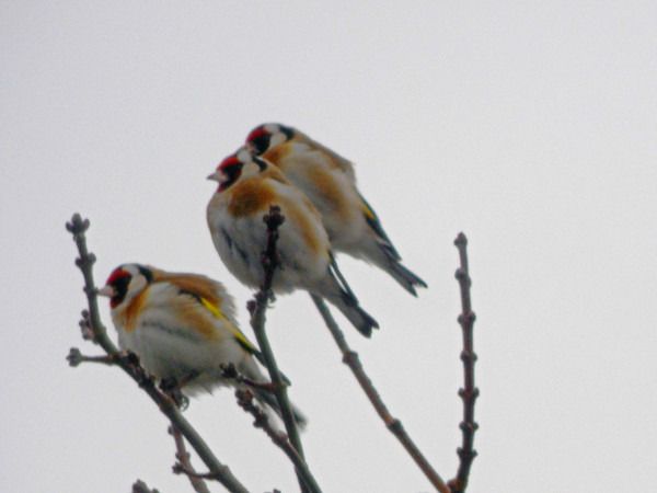 European Goldfinch  - Andrzej Tarasiuk