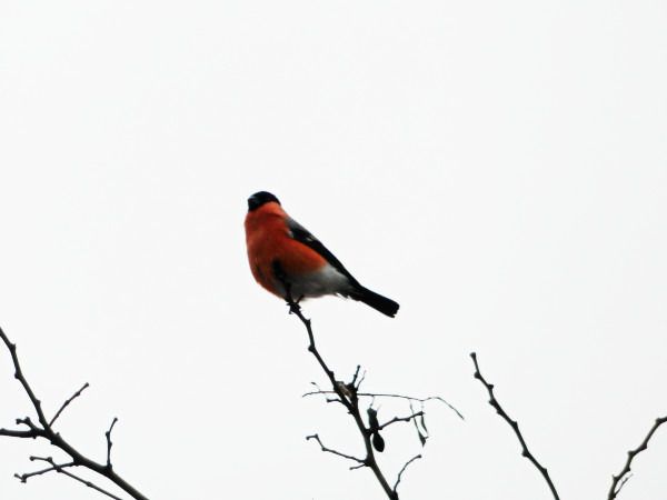 gil  - Andrzej Tarasiuk