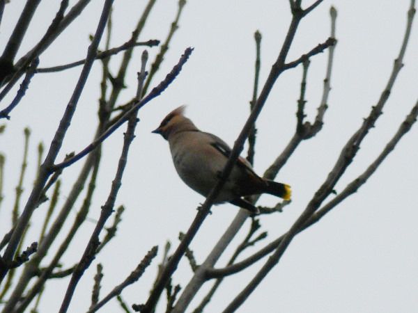 Bohemian Waxwing  - Andrzej Tarasiuk