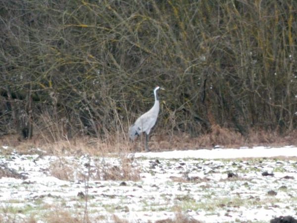 żuraw  - Andrzej Tarasiuk