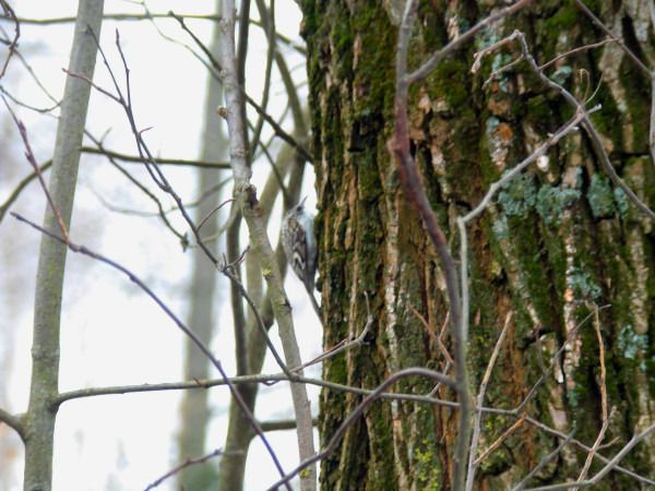 pełzacz leśny  - Andrzej Tarasiuk