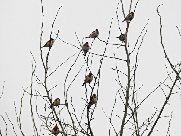 szczygieł  - Andrzej Tarasiuk