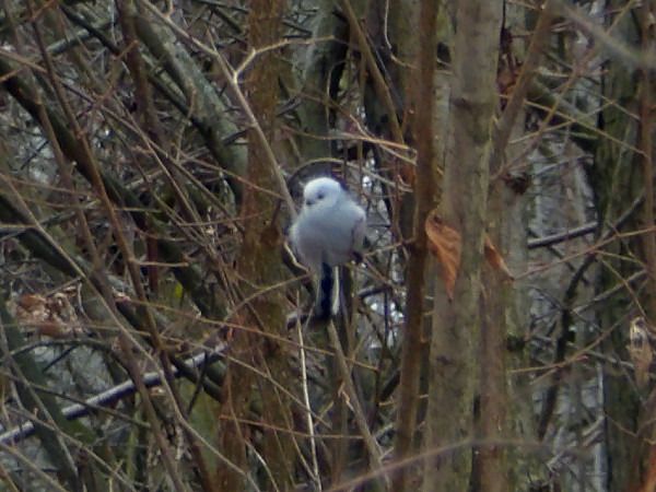 raniuszek  - Andrzej Tarasiuk