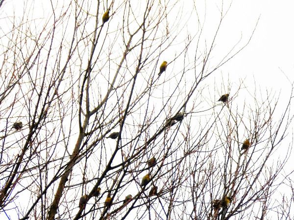 czyż  - Andrzej Tarasiuk