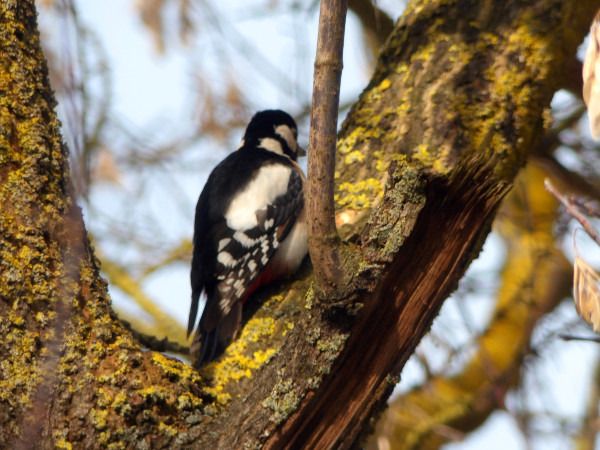 dzięcioł duży  - Andrzej Tarasiuk