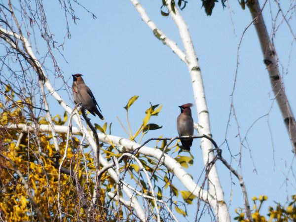 jemiołuszka  - Andrzej Tarasiuk