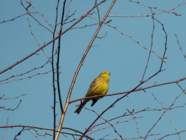 trznadel  - Andrzej Tarasiuk