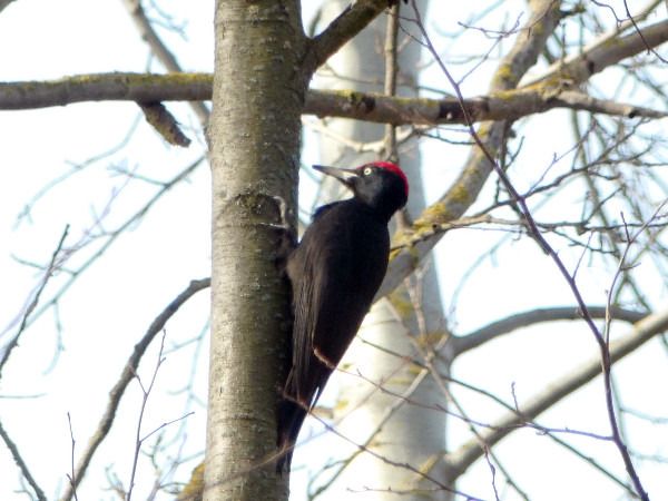 dzięcioł czarny  - Andrzej Tarasiuk