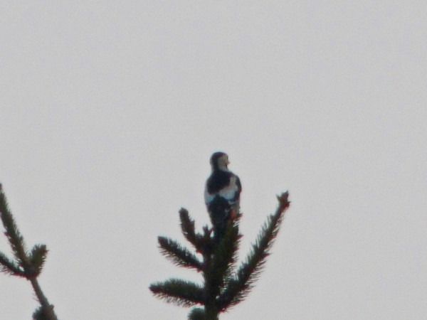 Pic syriaque  - Andrzej Tarasiuk