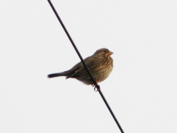 potrzeszcz  - Andrzej Tarasiuk