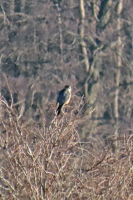 drzemlik  - Rafał Kurowski