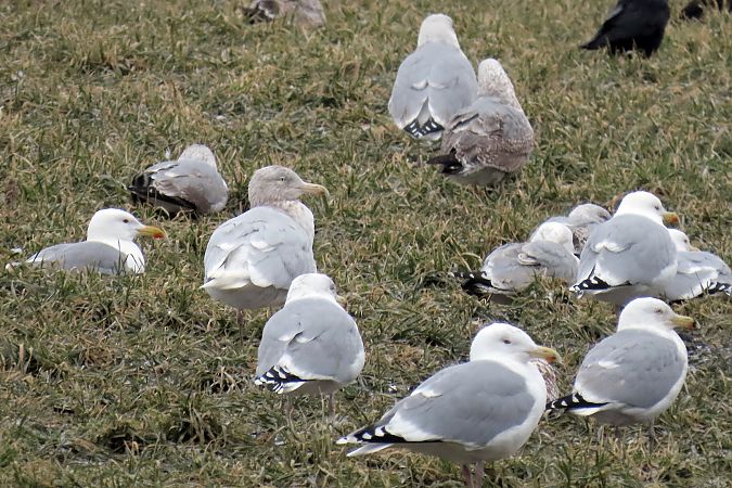 Eismöwe  - Rafał Kurowski